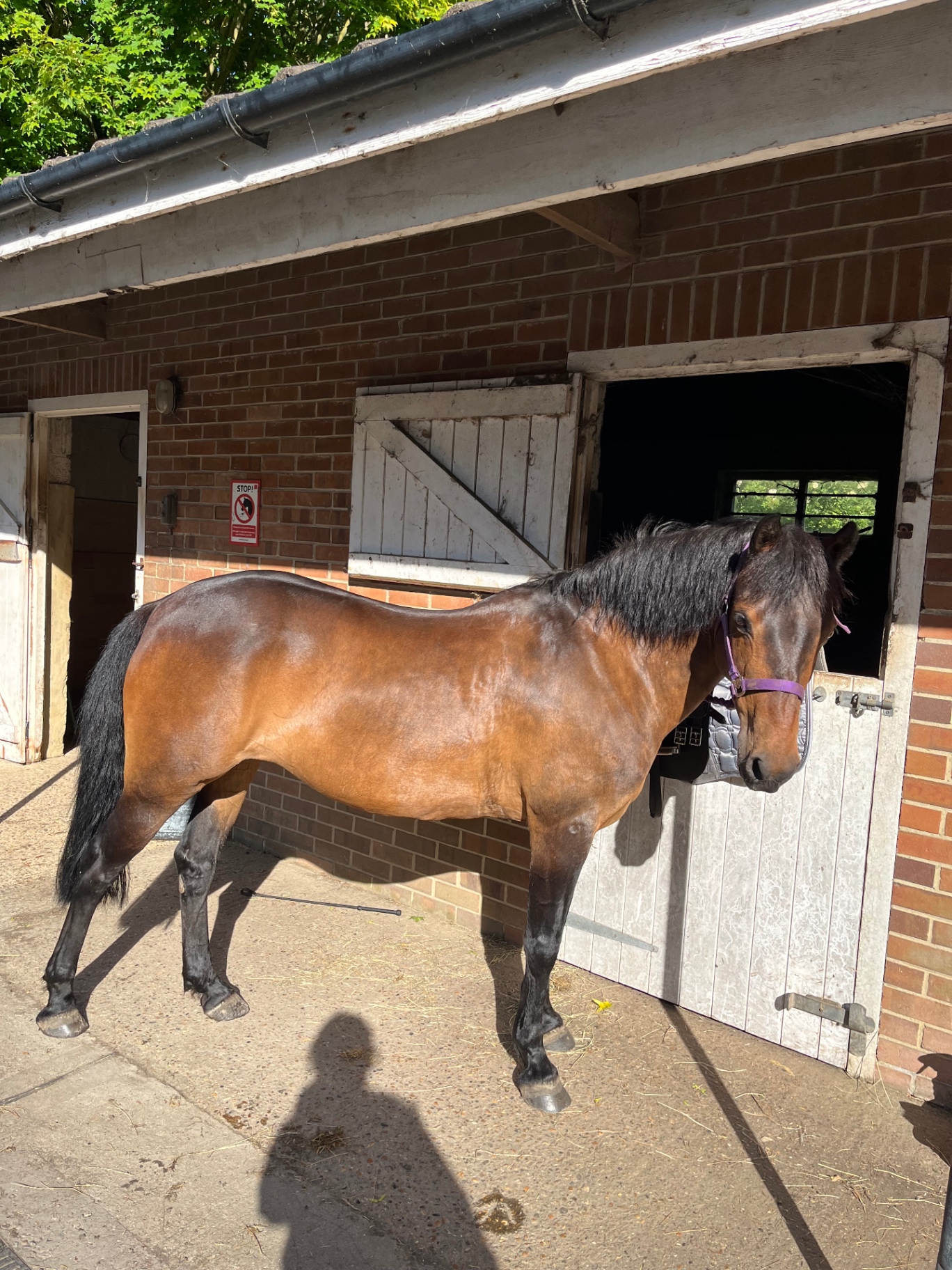 My own bay horse standing outside the stables